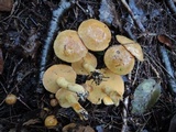 Suillus subaureus image