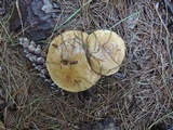 Suillus acidus image