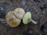 Suillus acidus image