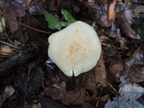 Tricholoma sulphurescens image