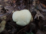 Tricholoma sulphurescens image