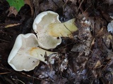 Tricholoma sulphurescens image