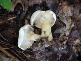 Tricholoma sulphurescens image