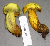 Buchwaldoboletus sphaerocephalus image