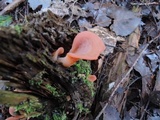 Guepinia helvelloides image