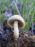 Protostropharia semiglobata image