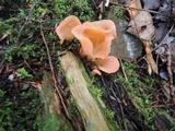 Guepinia helvelloides image