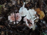 Hygrophorus russula image