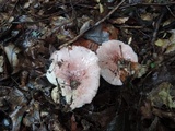 Hygrophorus russula image