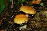 Stropharia hardii image