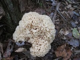 Sparassis americana image