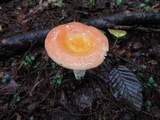 Russula paludosa image