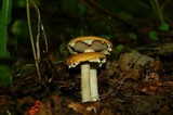 Stropharia hardii image