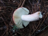Russula xerampelina image