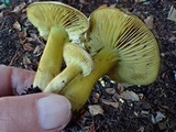 Tricholoma sulphureum image