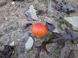 Amanita parcivolvata image