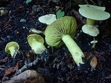Tricholoma sulphureum image