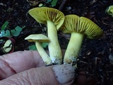 Tricholoma sulphureum image