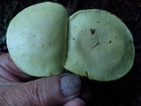 Tricholoma sulphureum image
