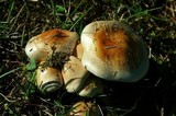 Hebeloma crustuliniforme image