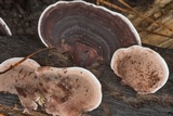 Nigroporus vinosus image