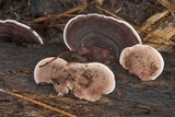 Nigroporus vinosus image