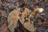 Tylopilus sordidus image