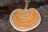 Microporellus obovatus image