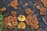 Tricholomopsis formosa image
