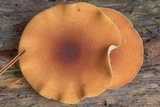 Tricholomopsis formosa image