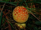 Amanita amerimuscaria image