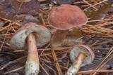 Xanthoconium purpureum image