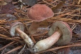 Xanthoconium purpureum image