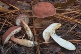 Xanthoconium purpureum image