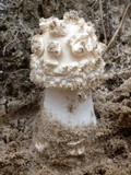 Amanita canescens image