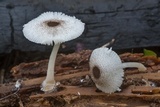 Leucocoprinus brebissonii image