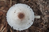 Leucocoprinus brebissonii image