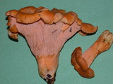 Cantharellus formosus image