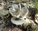 Amanita brunnescens image