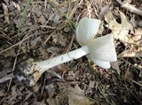 Amanita brunnescens image