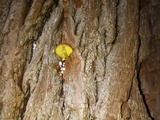 Pluteus chrysophlebius image