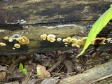 Pluteus chrysophlebius image