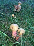 Lanmaoa pseudosensibilis image