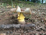 Amanita flavorubens image
