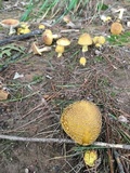 Amanita flavorubens image