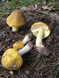 Amanita flavorubens image