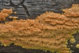Pycnoporellus alboluteus image
