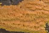 Pycnoporellus alboluteus image