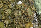 Umbilicaria muehlenbergii image