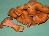 Cantharellus formosus image